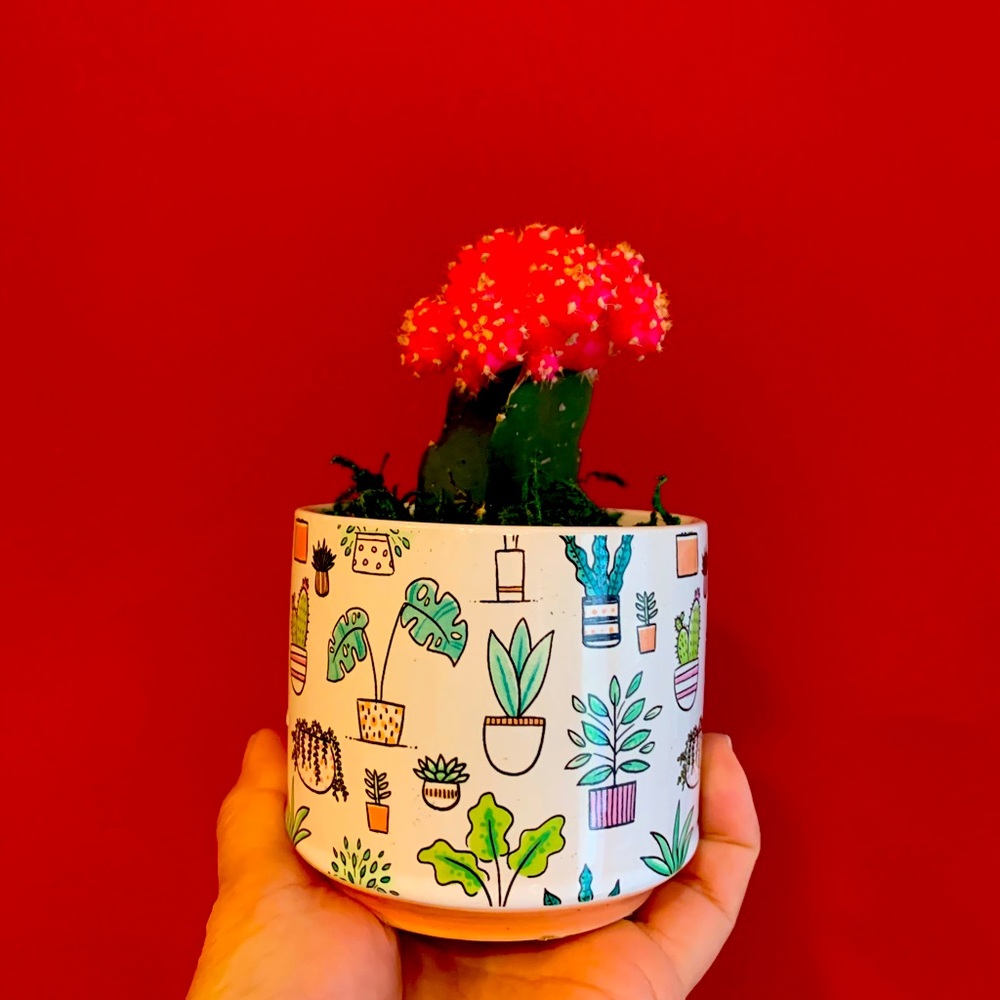 Blooming Cactus in printed ceramic pot